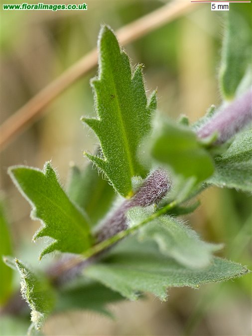 Draba incana