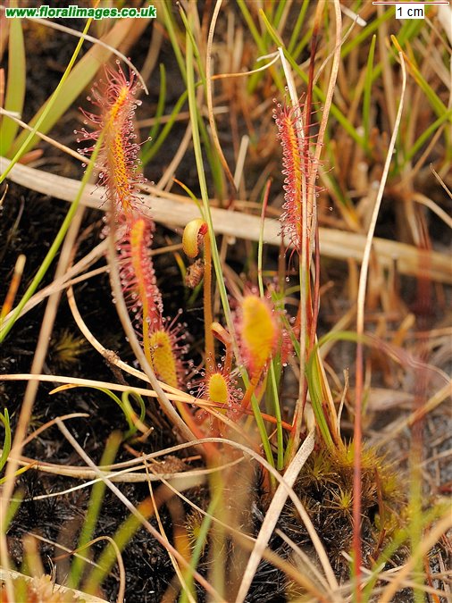 Drosera anglica