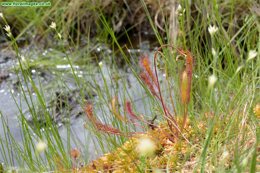 Drosera anglica