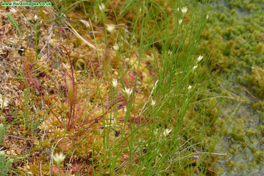 Drosera anglica