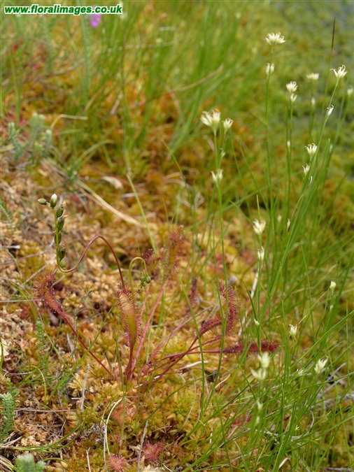 Drosera anglica