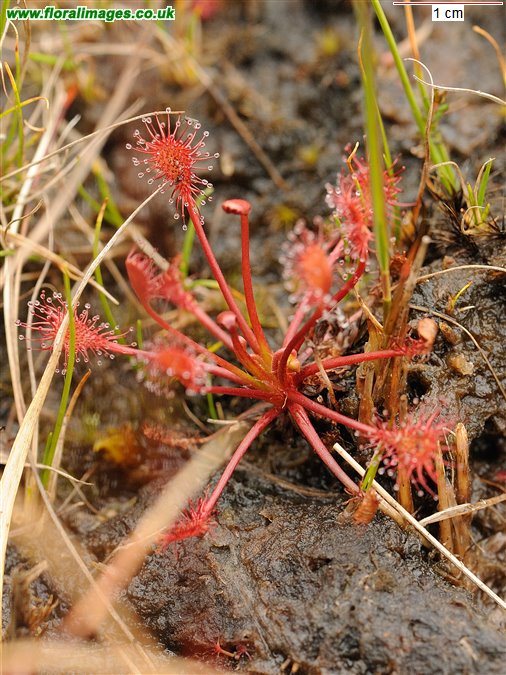 Drosera intermedia