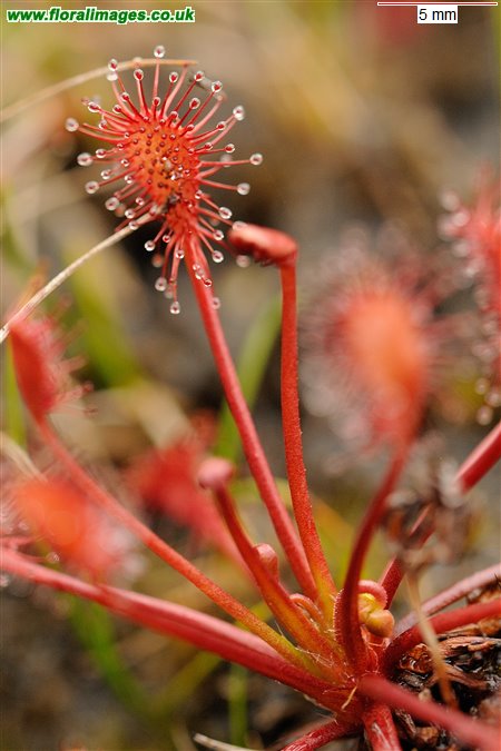 Drosera intermedia