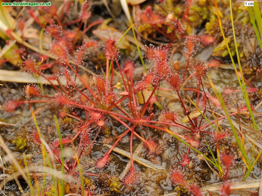 Drosera intermedia