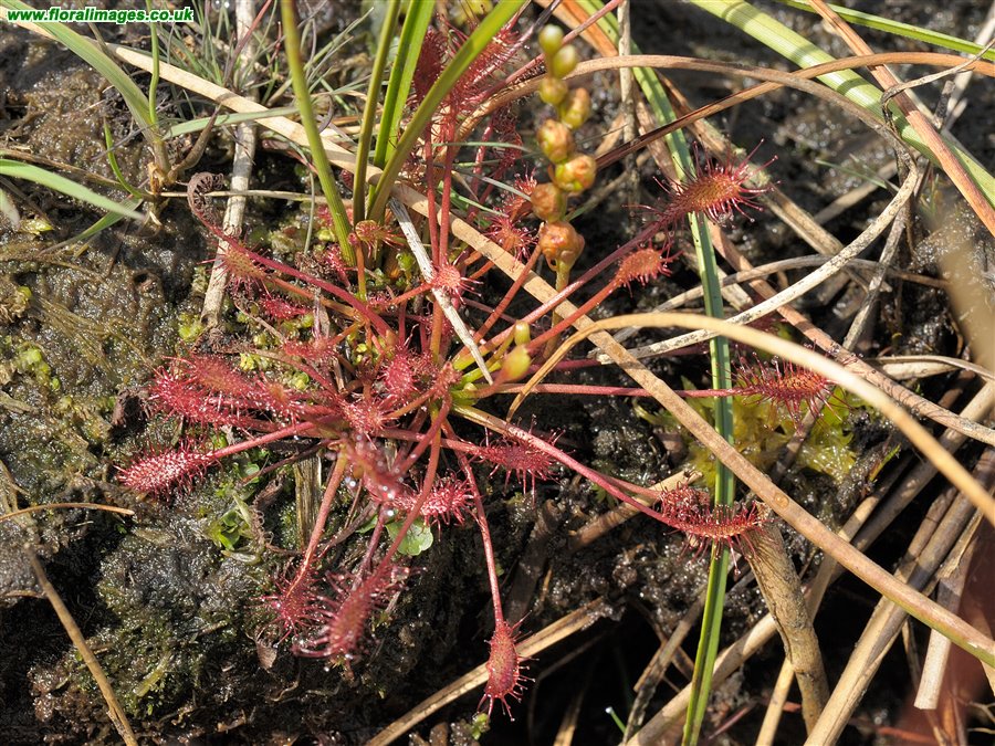 Drosera intermedia