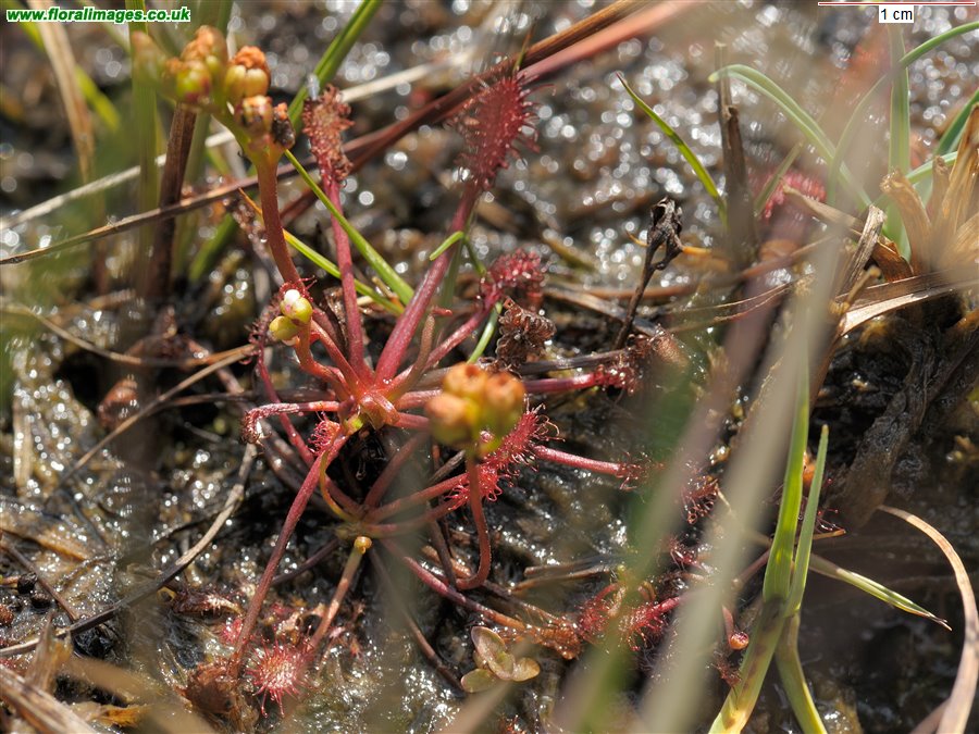 Drosera intermedia