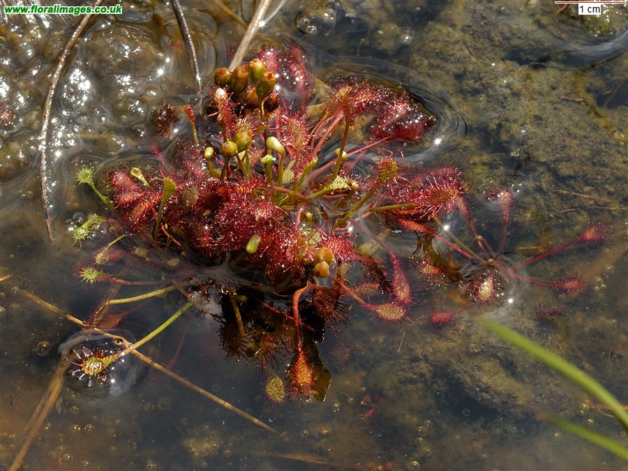 Drosera intermedia
