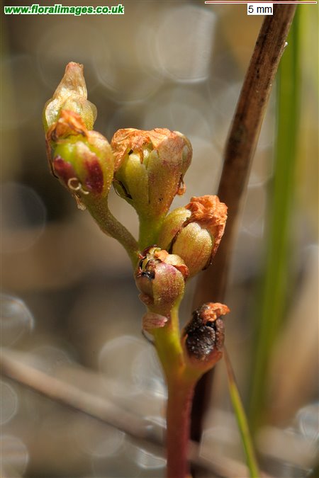 Drosera intermedia