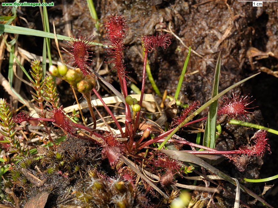 Drosera intermedia