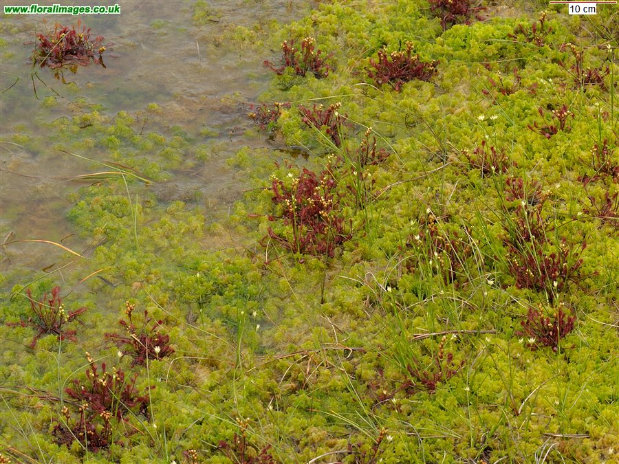 Drosera intermedia