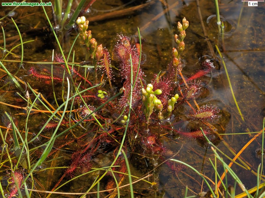 Drosera intermedia