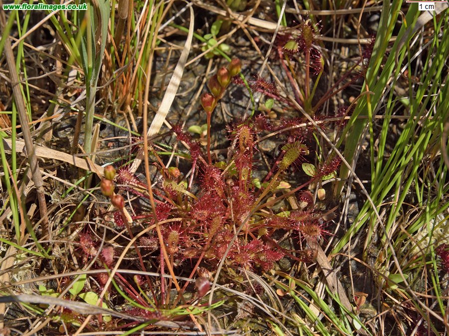 Drosera intermedia