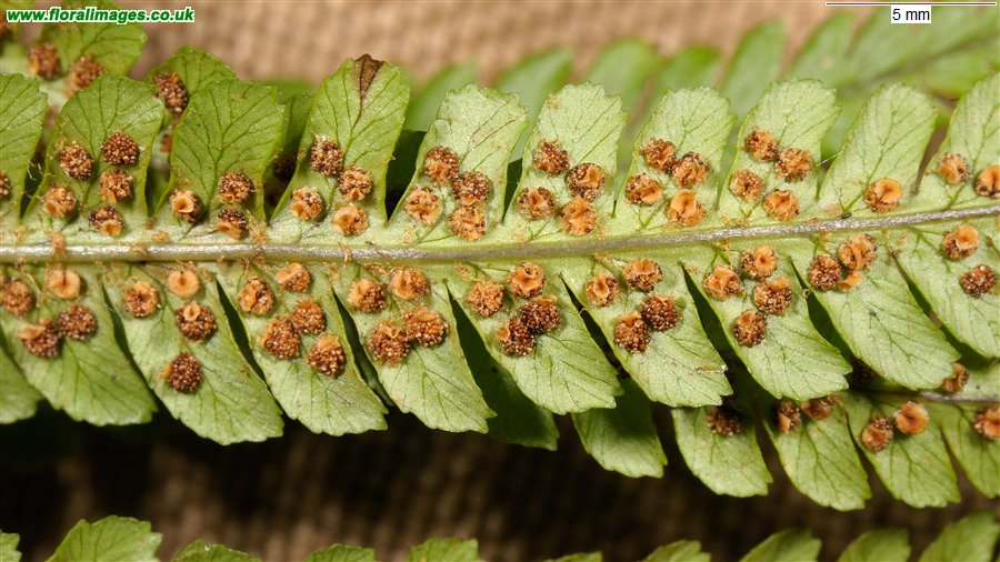 Dryopteris affinis