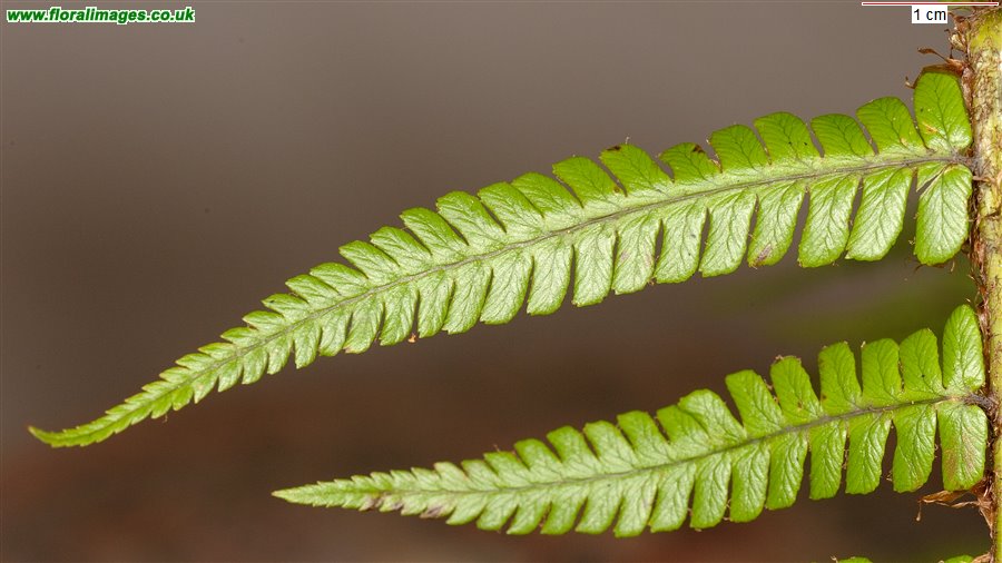 Dryopteris affinis