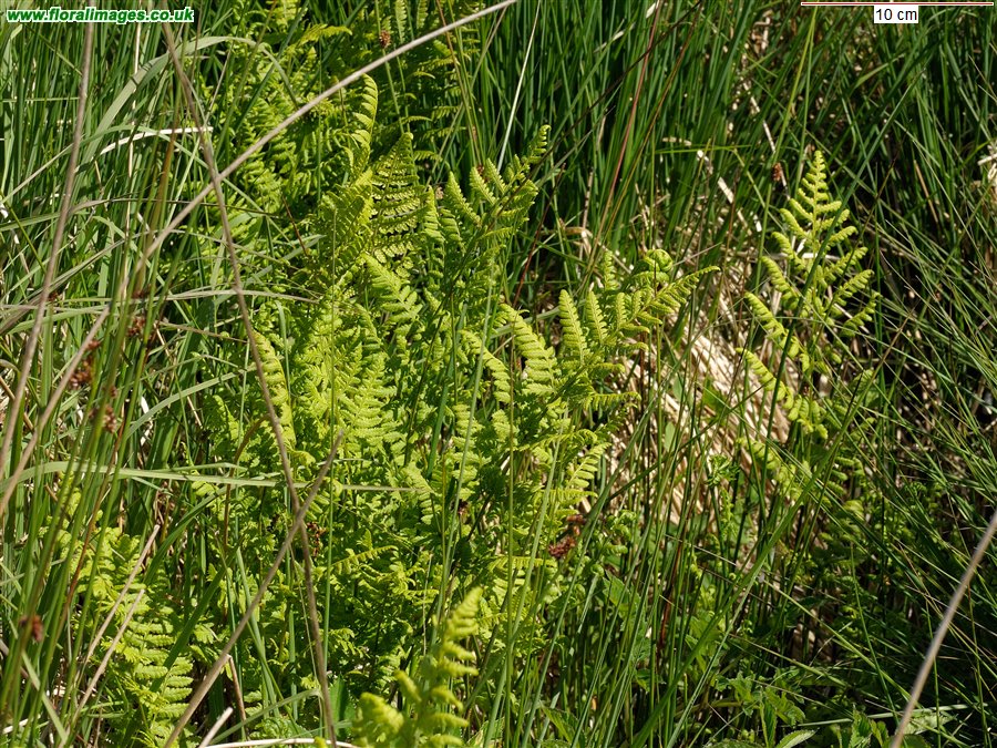 Dryopteris carthusiana