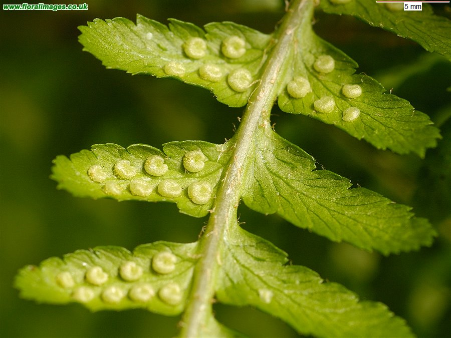 Dryopteris filix-mas