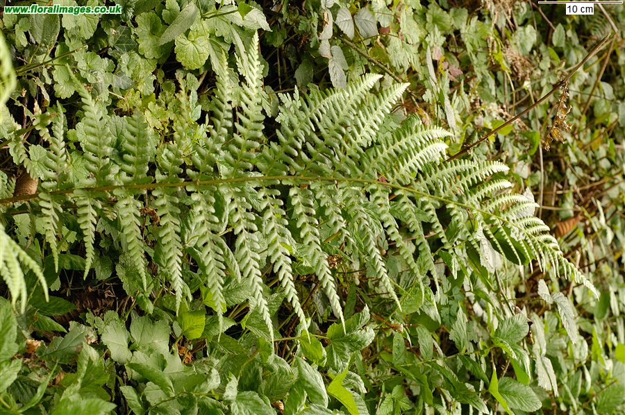 Dryopteris filix-mas