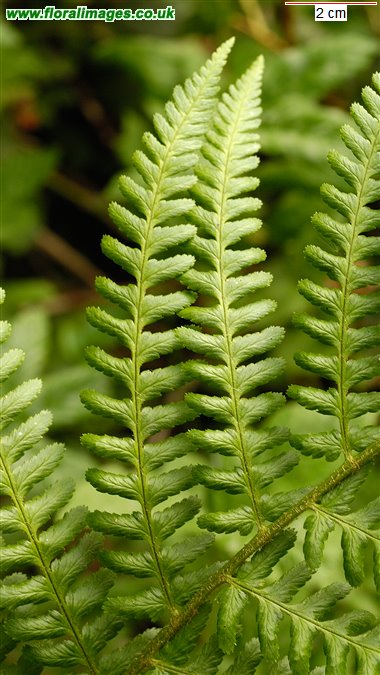 Dryopteris filix-mas