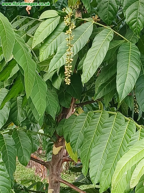 Dysoxylum gaudichaudian