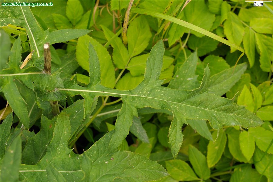 Echinops bannaticus