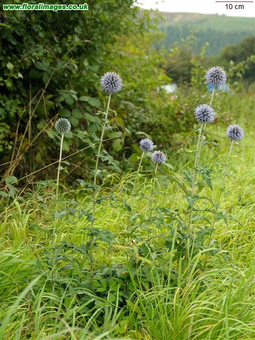 Echinops bannaticus