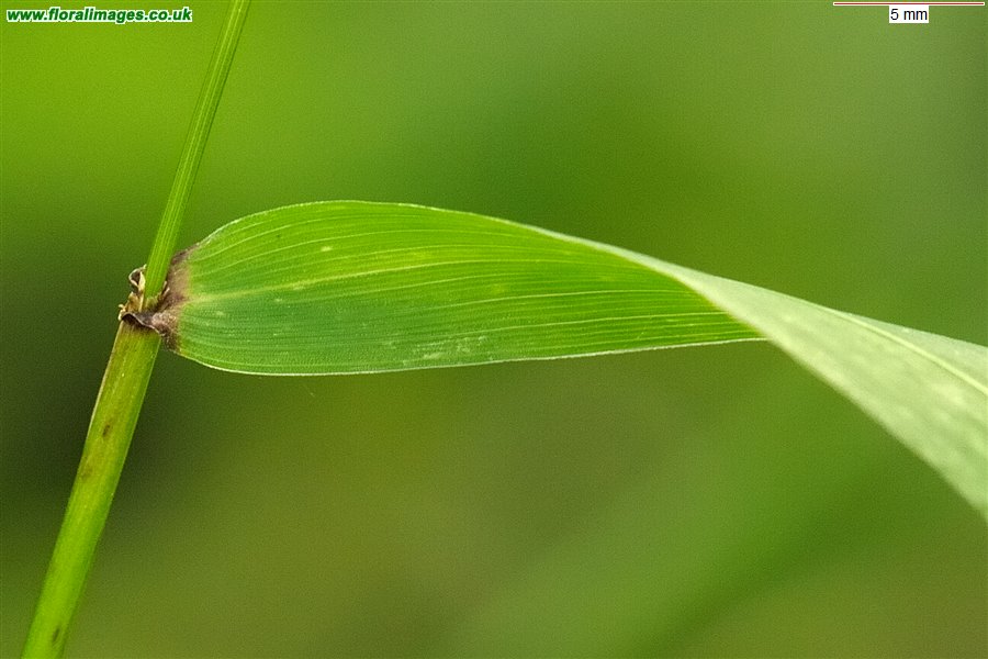 Elymus caninus