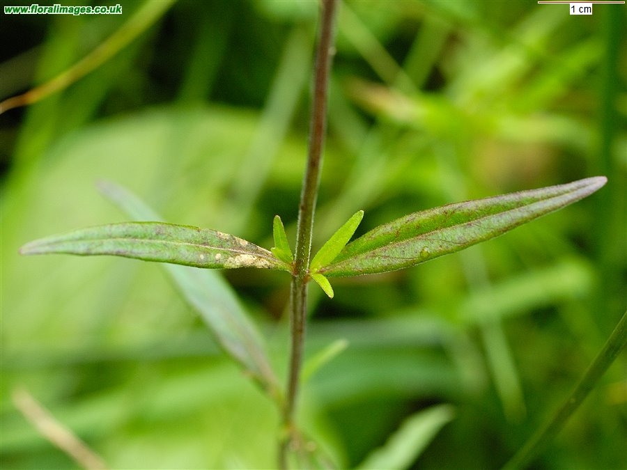 Epilobium palustre