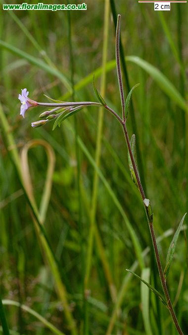 Epilobium palustre