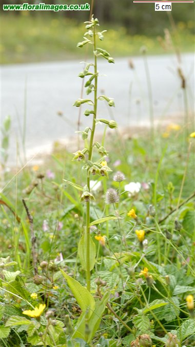 Epipactis dunensis