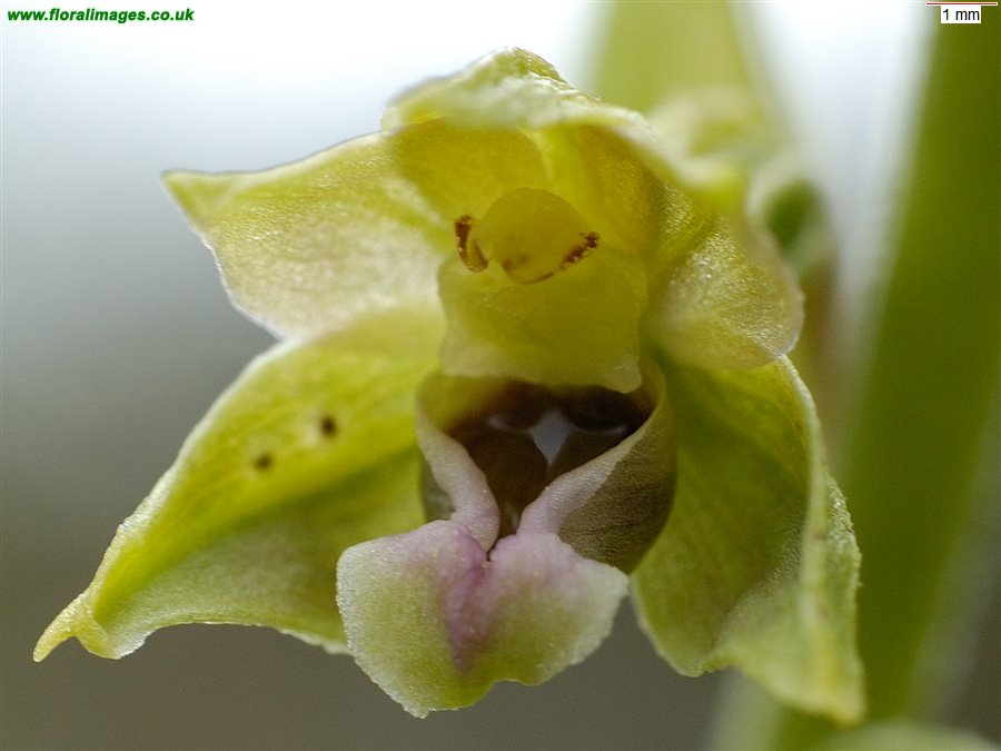 Epipactis dunensis