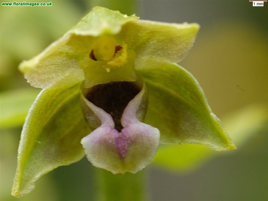 Epipactis dunensis