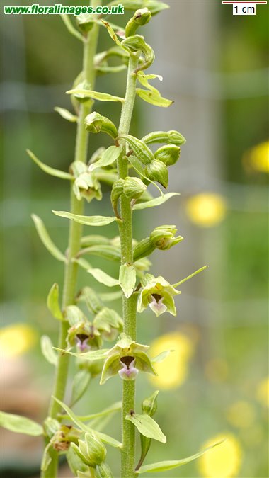 Epipactis dunensis