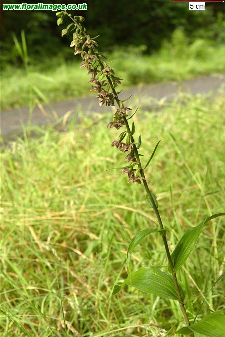 Epipactis helleborine