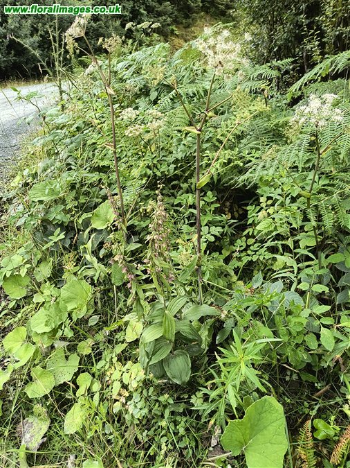 Epipactis helleborine