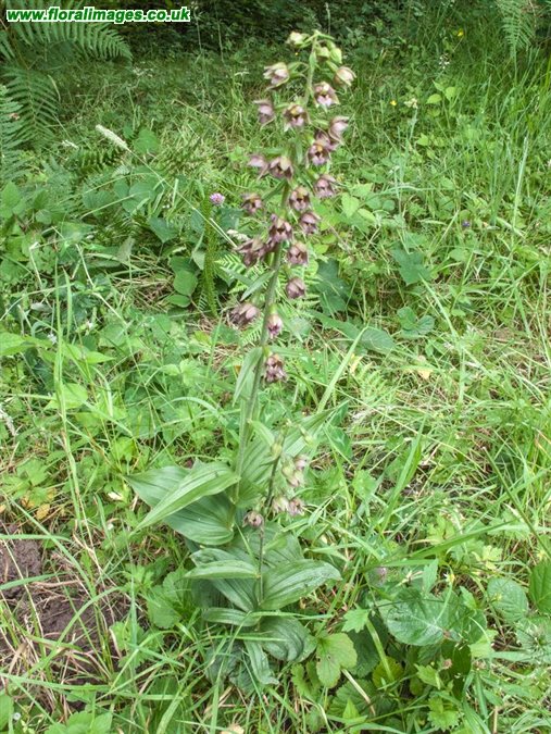 Epipactis helleborine