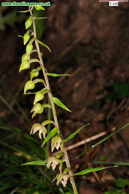 Epipactis helleborine