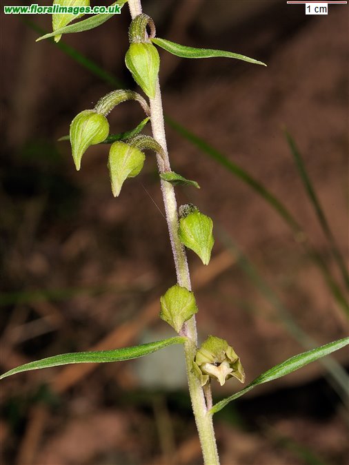 Epipactis helleborine