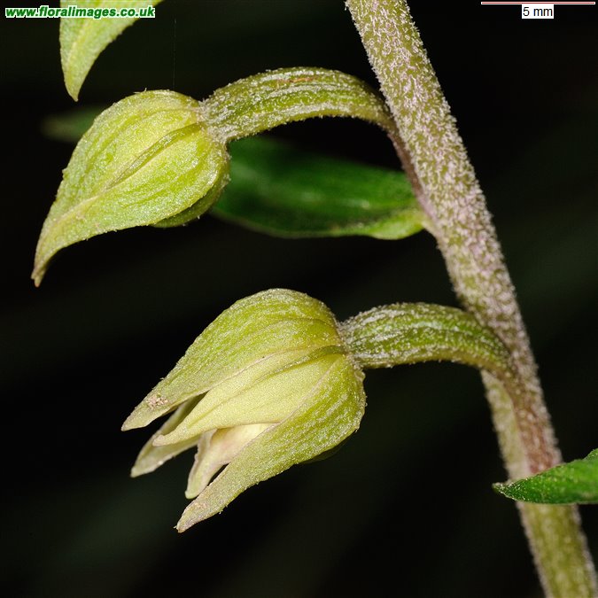 Epipactis helleborine