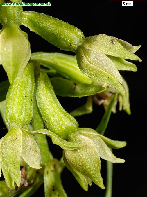 Epipactis phyllanthes