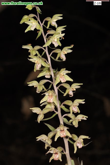 Epipactis purpurata