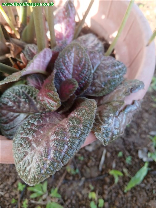 Episcia cupreata
