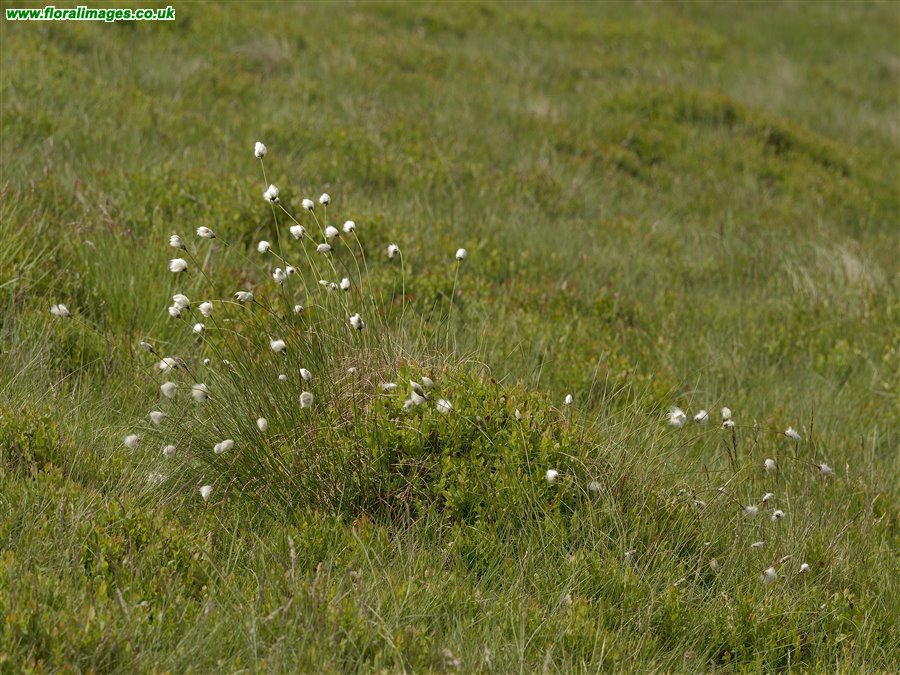 Eriophorum vaginatum