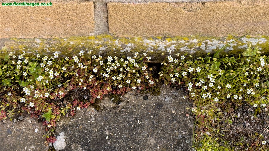 Erophila glabrescens