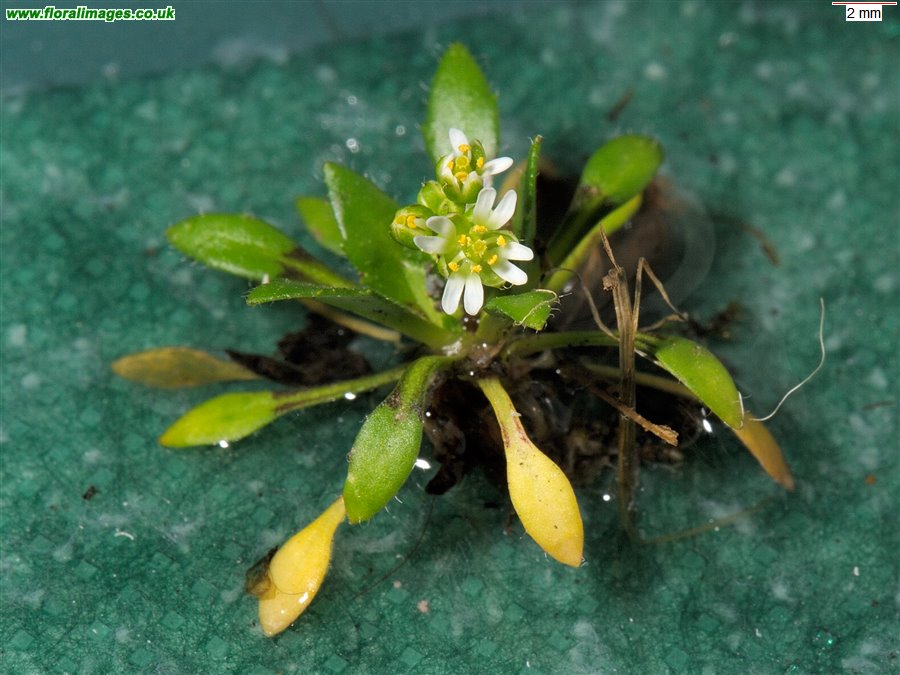 Erophila glabrescens