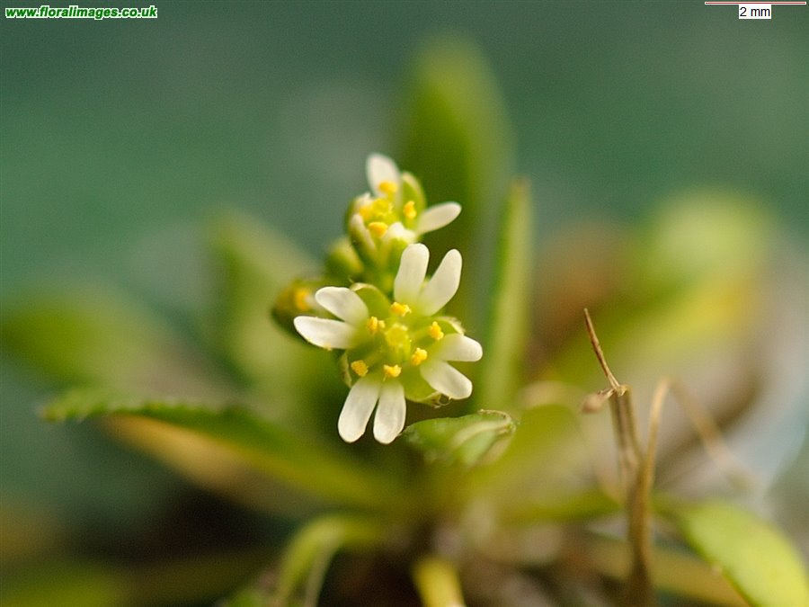 Erophila glabrescens