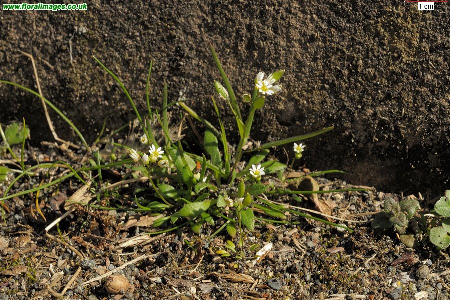 Erophila glabrescens