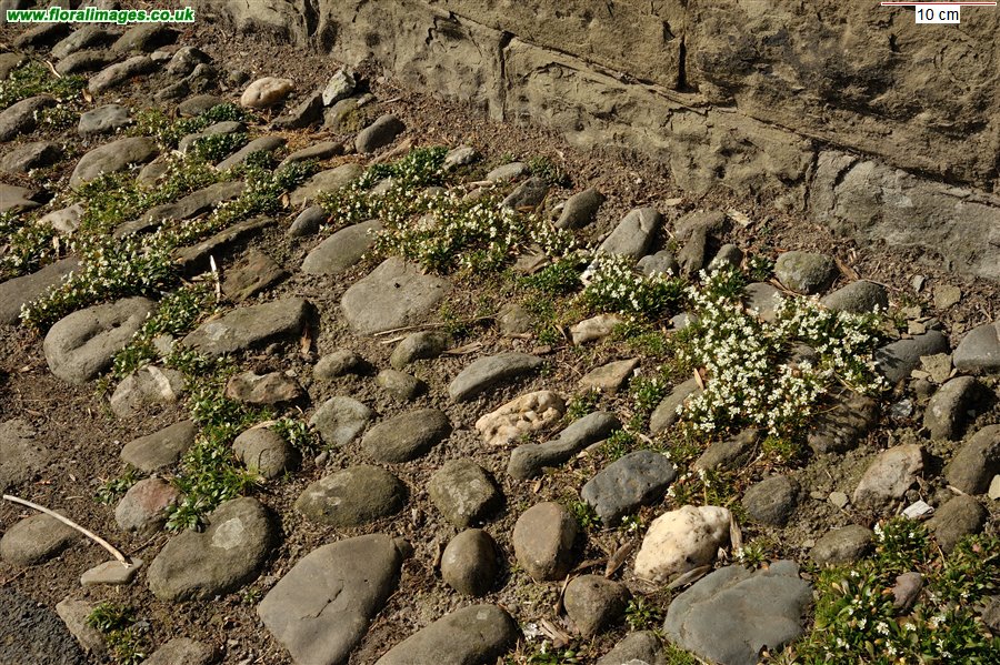 Erophila glabrescens