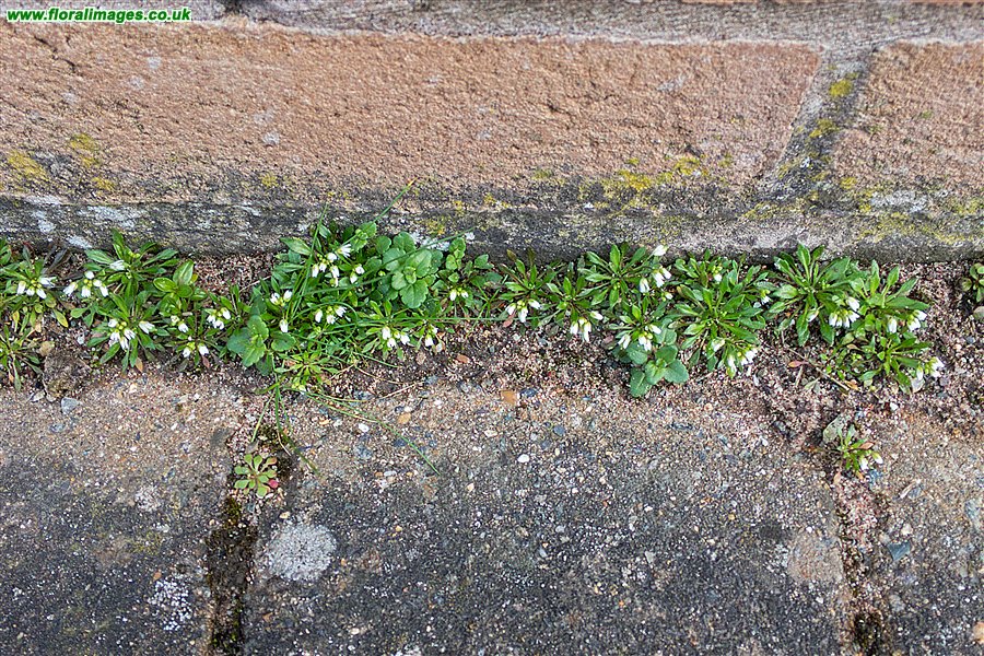 Erophila glabrescens