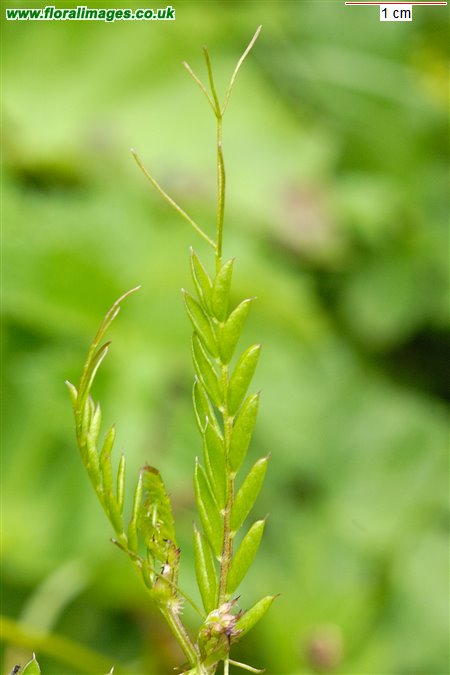 Ervilia sylvatica