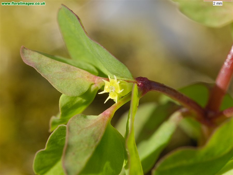 Euphorbia peplus